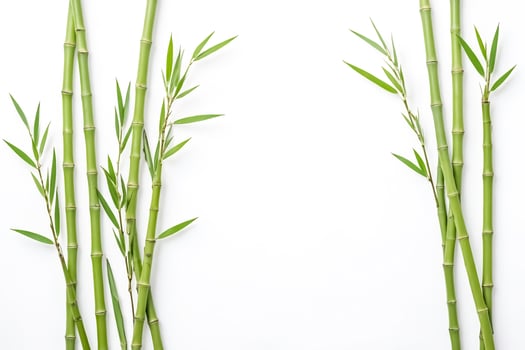 Green Bamboo Shoots on White Background photo