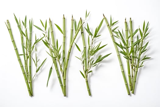 Green Bamboo Shoots on White Background photo