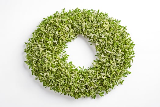 Green Sprout Wreath photo
