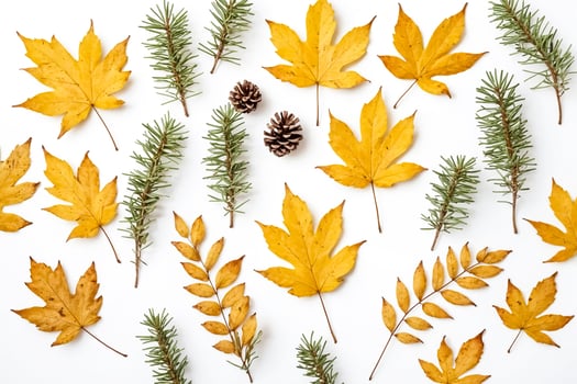 Autumn Leaves and Pine Branches on White Background photo