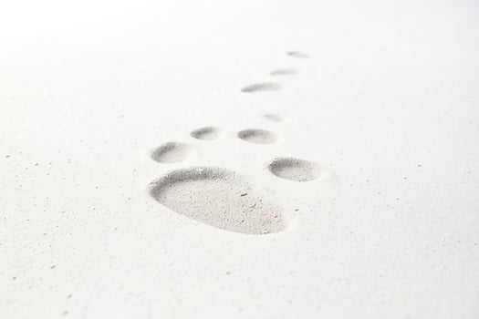 Footprints in the Sand photo
