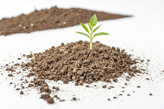 New Life Growing from the Soil photo
