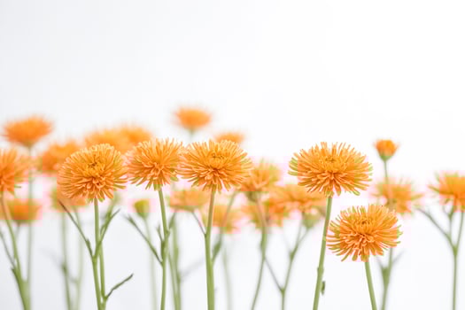 Blooming orange chrysanthemums on a white background photo