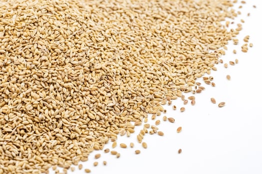 Closeup of a Pile of Barley Grains on White Background photo