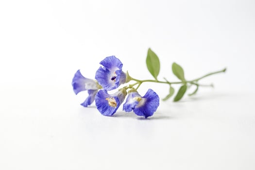 Blue Butterfly Pea Flowers on White Background photo
