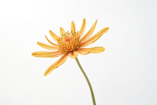 Single Yellow Flower on White Background photo