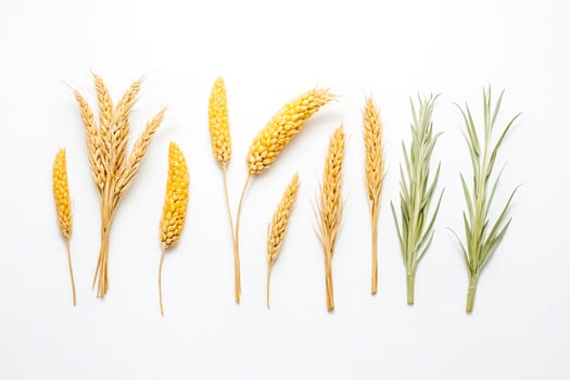 Wheat and Grass Sprigs on White Background photo