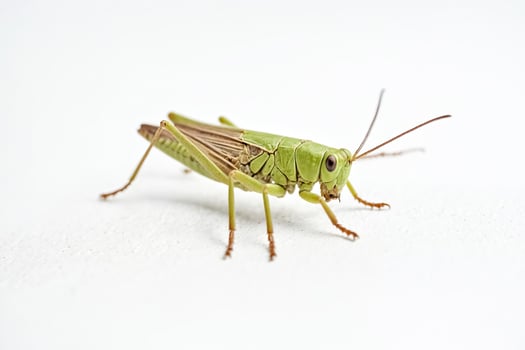 Green Grasshopper on White Background photo