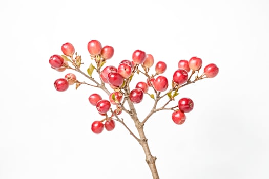 Red Berries on a Branch photo
