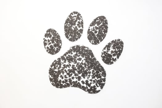 Black and White Paw Print photo