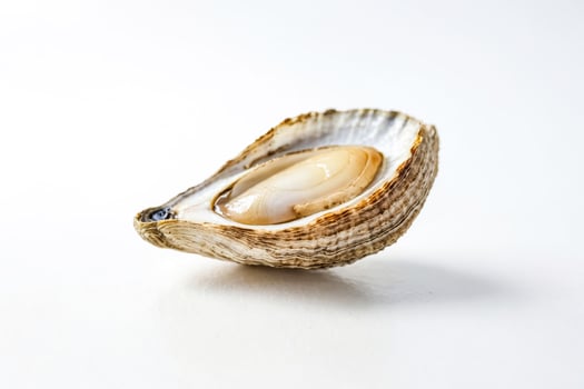 Single Oyster Shell on White Background photo