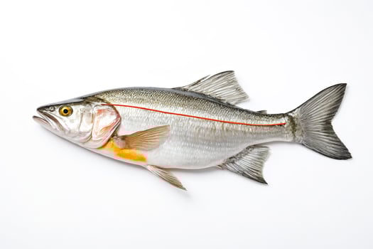 Fresh Raw Fish Isolated on White Background photo