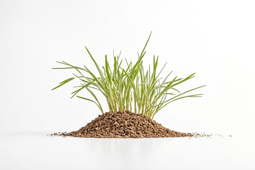 Green Grass Sprouting from Soil on White Background photo