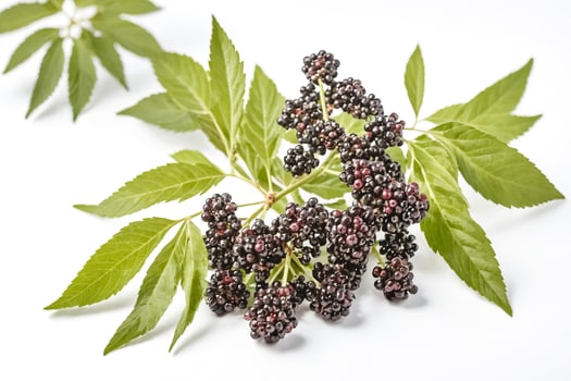 Close-up of Black Elderberries with Green Leaves photo