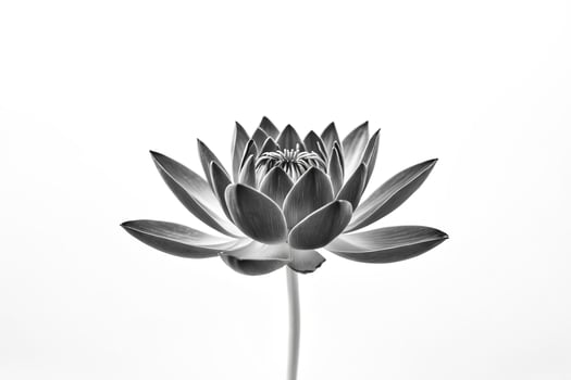 Black and White Water Lily photo