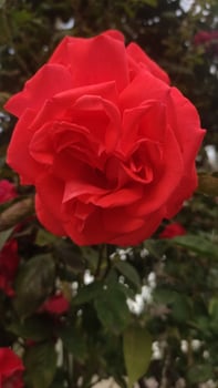 Close-up of vibrant red rose with unfurled petals nestled in green foliage photo