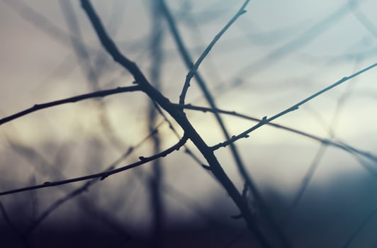 Tree branches at spring. photo