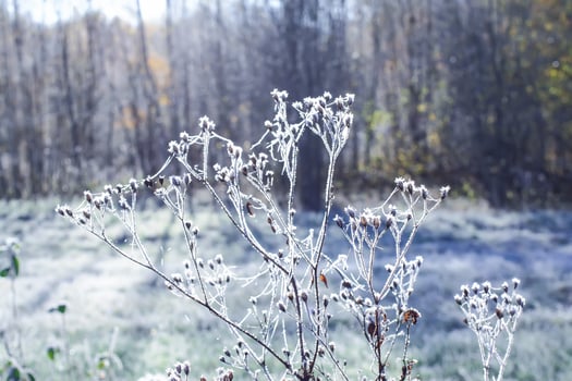 First frost in autumn park. Early morning in november. photo