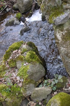 Small stream in the spring forest. photo