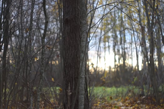 Autumn forest at evening photo