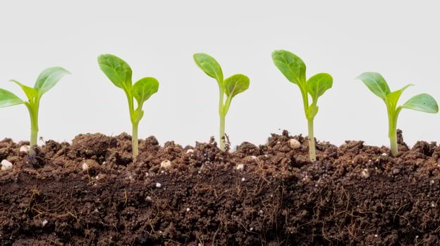 arow of freshly planted green seedlings in soil photo