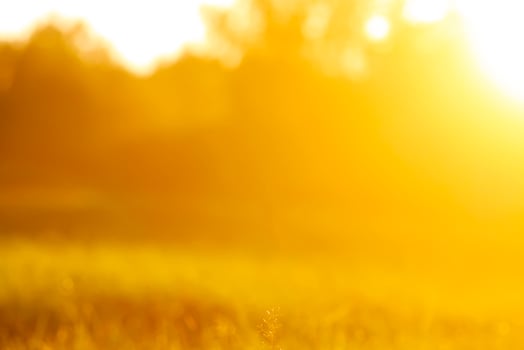 Fresh green grass with dew drops in the sunset golden soft sunshine. Summer nature background. photo