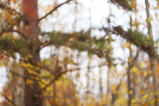 Autumn forest. in november in East Europe. Dry fall leaves and bare trees at evening. photo