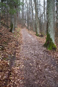 Pathway through the forest photo