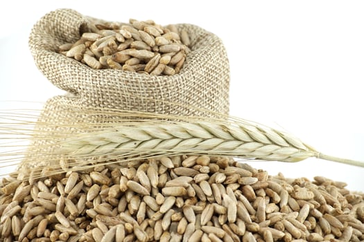 Pile of rye grains with rye stalks on a white background photo