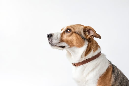 Dog Looking to the Side photo