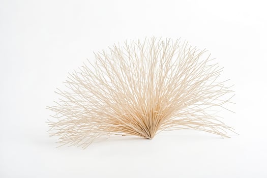 Abstract Dried Plant on White Background photo