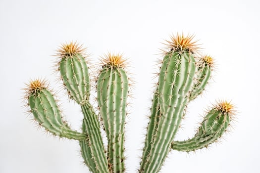 Close-Up of Cactus Plant photo