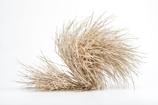 Dry Grass Arrangement on White Background photo