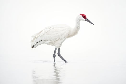 White Crane with Red Crown Standing in Water photo
