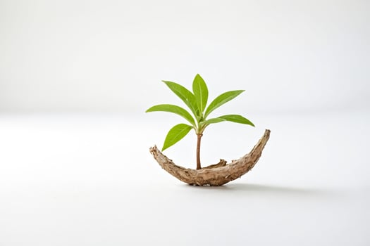 Small plant growing in a wooden shell photo