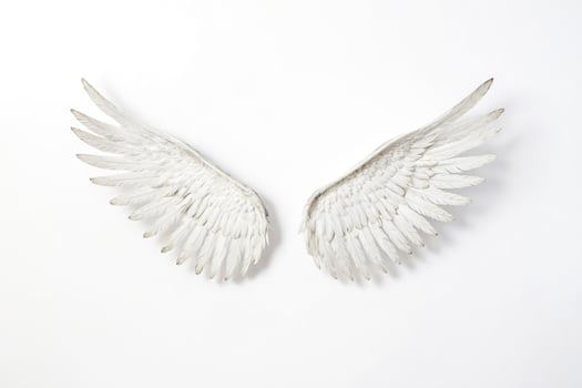 White Angel Wings on White Background photo