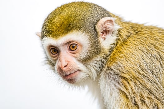 Close-up of a monkey's face photo