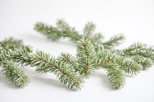 Green Pine Branches on White Background photo