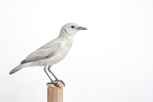 White Bird Perched on a Wooden Stick photo