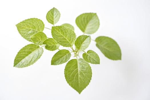 Close Up of Green Leaves on White Background photo
