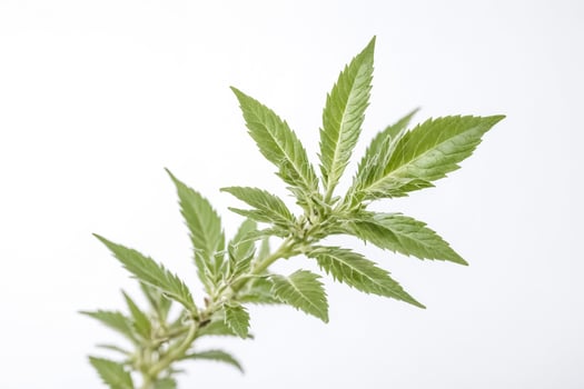 Green Leaf Plant On White Background photo