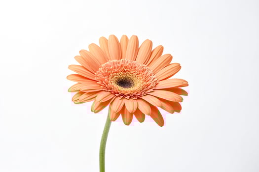 Single Peach Gerbera Daisy on White Background photo