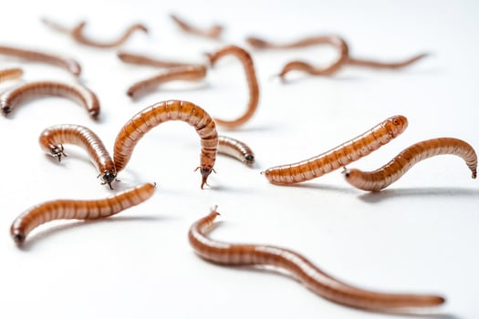 Mealworm Close Up on White Background photo