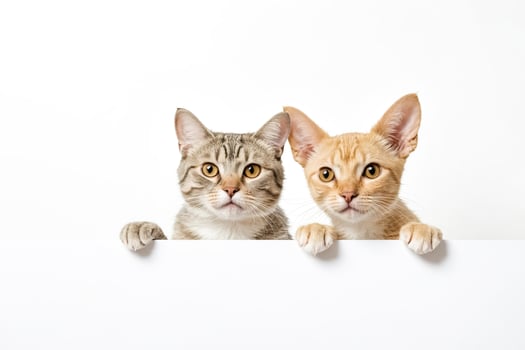 Two Cute Kittens Peeking Over a White Surface photo