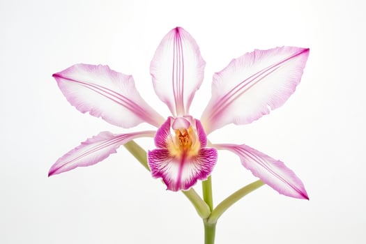 Pink Orchid Flower Isolated On White Background photo