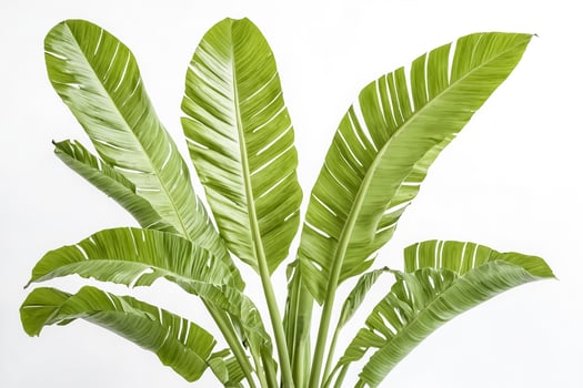 Tropical Banana Palm Leaves Isolated on White Background photo