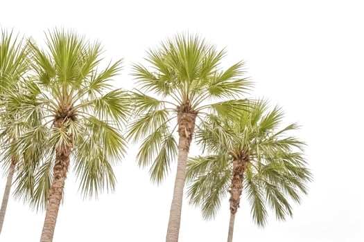 Palm Trees Against White Background photo