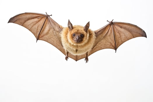 Brown Bat Flying, Isolated On White Background photo
