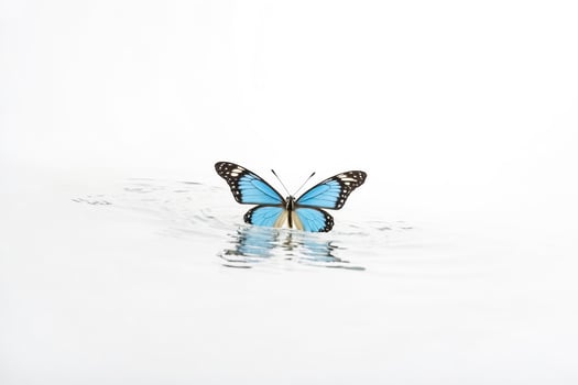 Blue Morpho Butterfly on Water photo