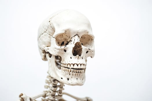 Closeup of a Human Skull photo